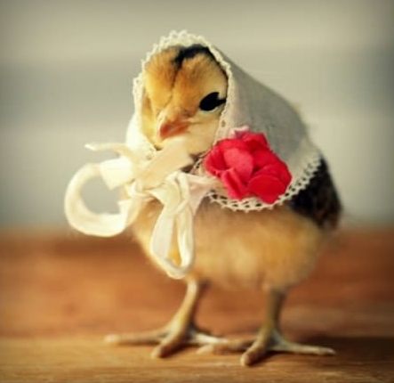 Bride Chick