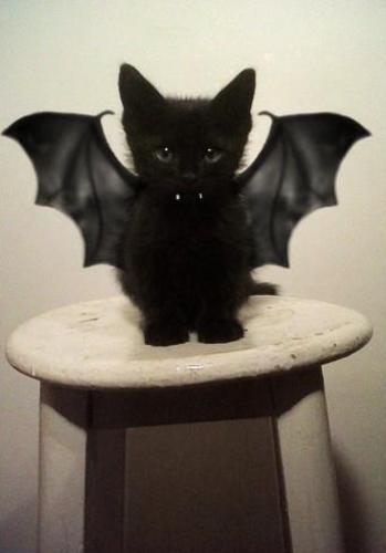 Kitty Bat