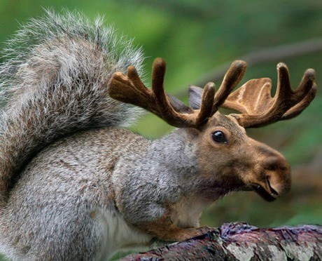 Moose Squirrel