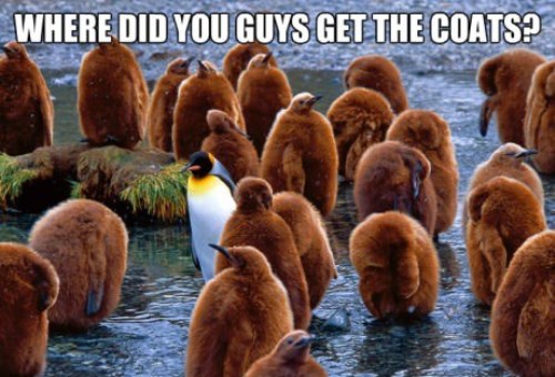 Penguins In Coats