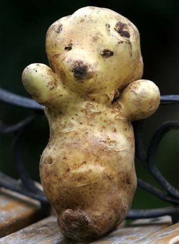 Bear Potato