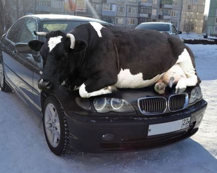 Branded Cow Car