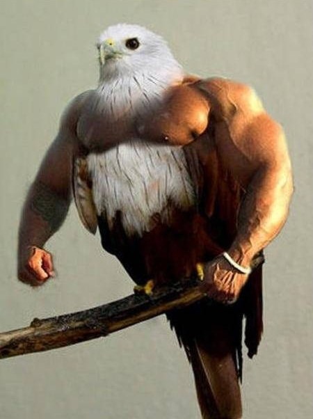 Strongest Eagle