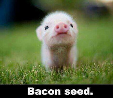Bacon Seed