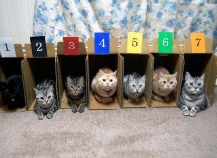 Cats Race