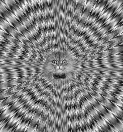 Illusion Cat