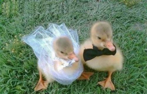Married Chicks