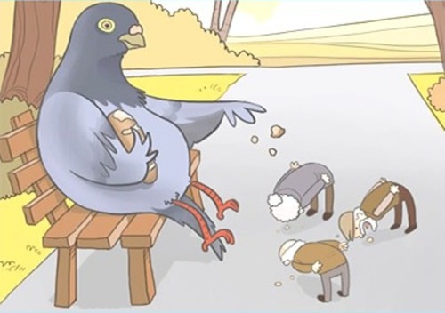 Retired Pigeon feeding Humans