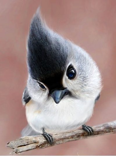 Sparrow With Hairstyle