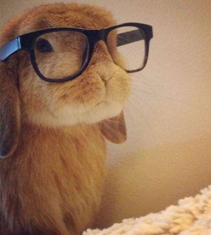 Intelligent Bunny