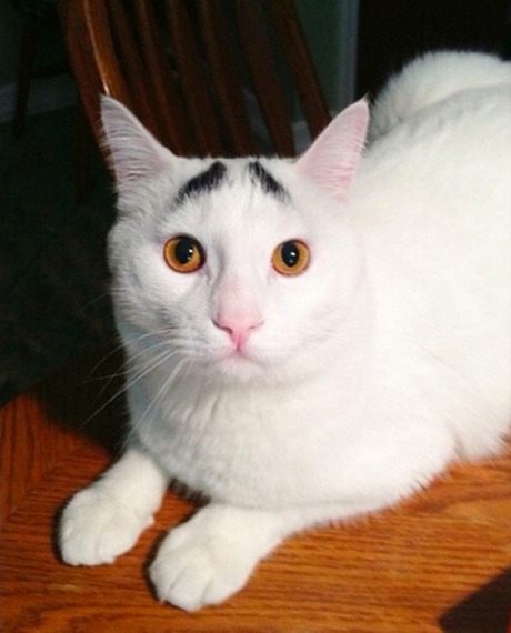 Cat With Eyebrows