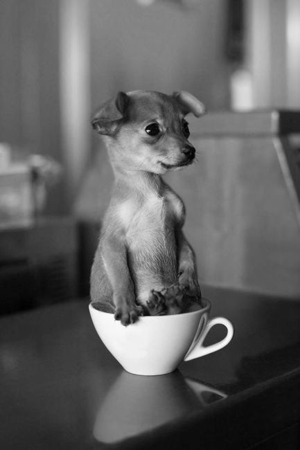 Cup Pet