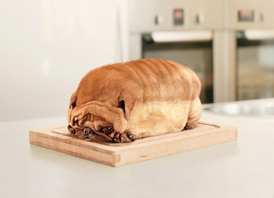 Funny Bred oF Dog