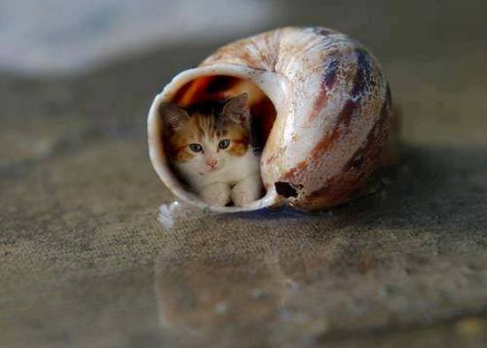 Shell Kitty