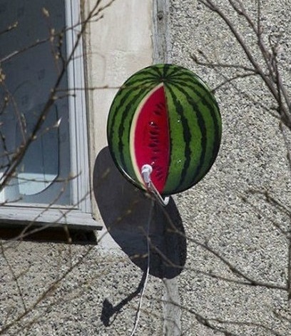 Watermelon Dish