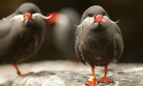 Birds With Mustaches