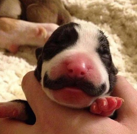 Born With Mustache