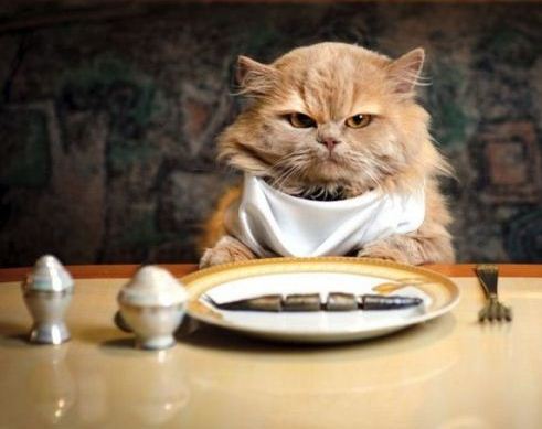 Dining cat
