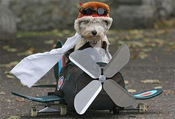 Best Dog Pilot
