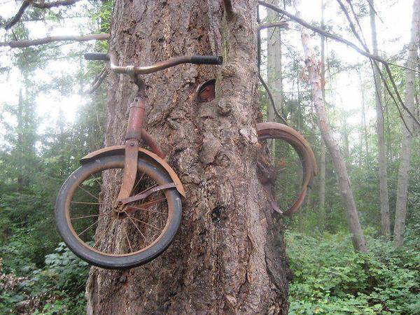 Bike Goes Through Tree