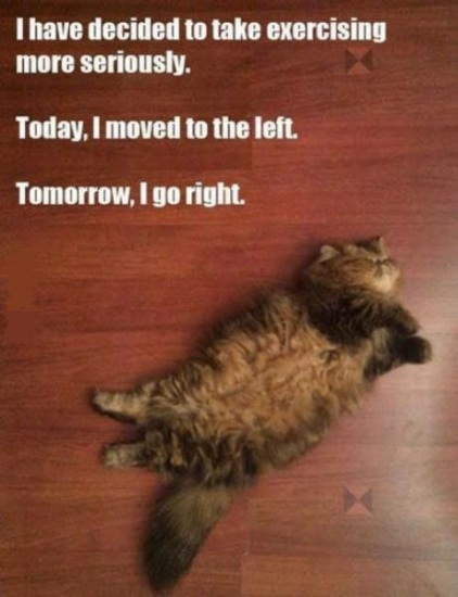 Cat doing Exercise