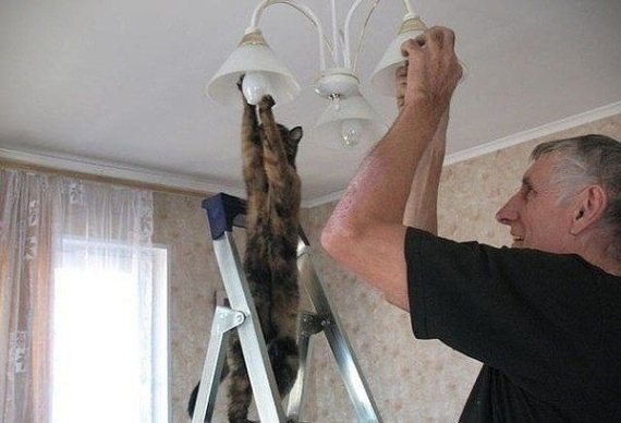 Helpful Cat