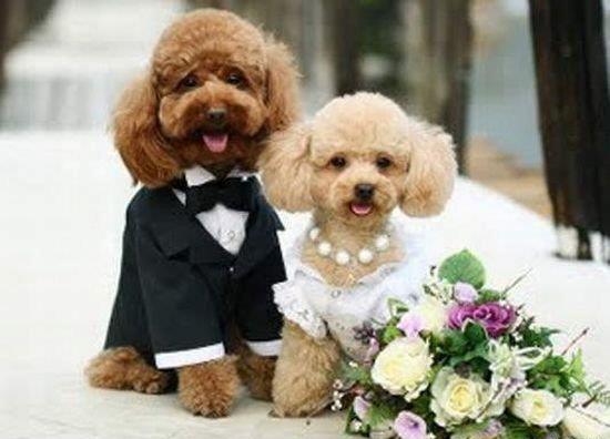 Puppies Just Married