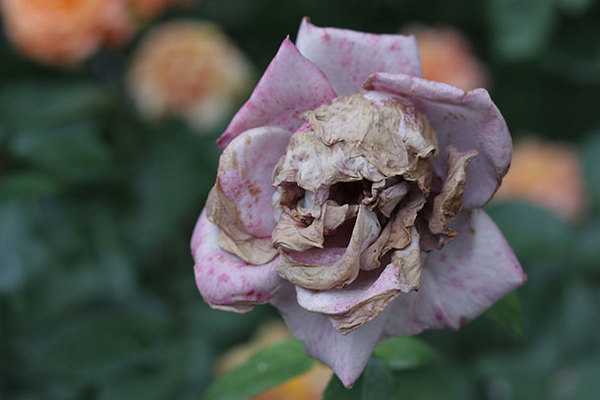 Scary skull Rose
