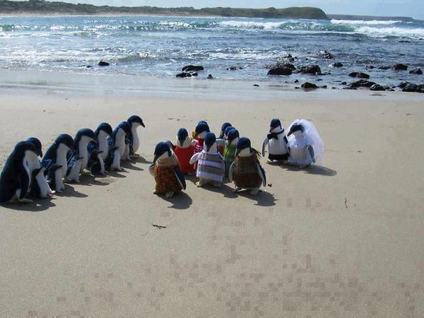 The Penguin Wedding
