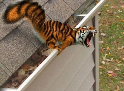 Tiger Change Into Squirrel