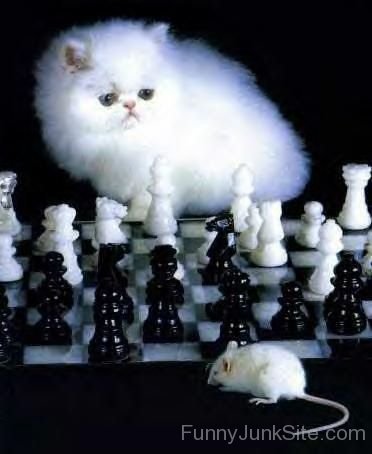 Cat and Mouse Chess
