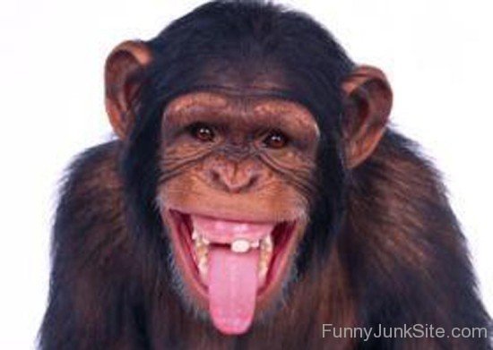 Chimpanzee Always use Colgate