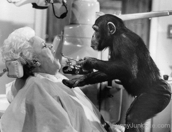 Chimpanzee Dental Check Up