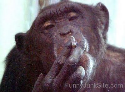 Chimpanzee Smoking