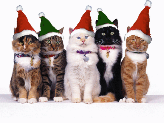 Christmas Cats Santas Clause