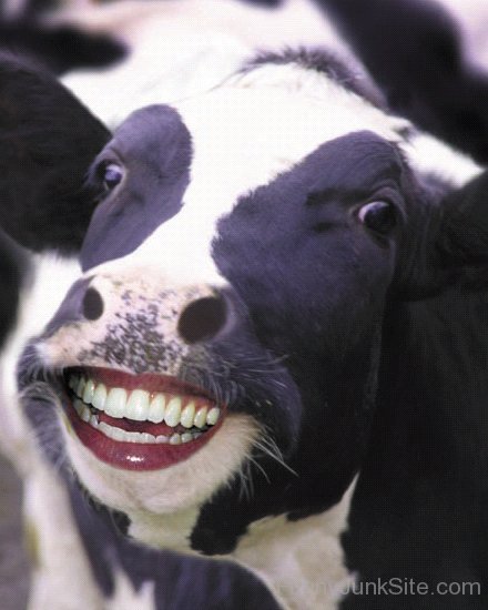Cow Cute Smile
