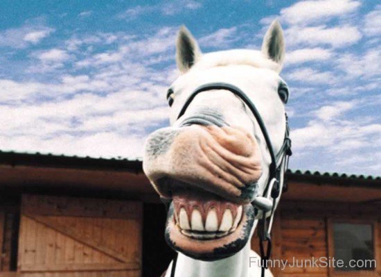Cute Funny Horse