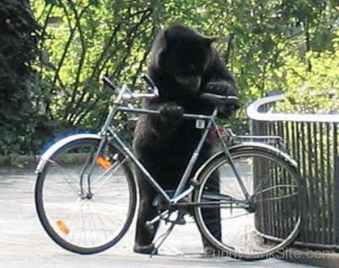 Cycle Thief
