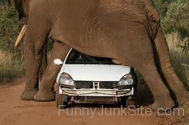 Elephant And Car Accident
