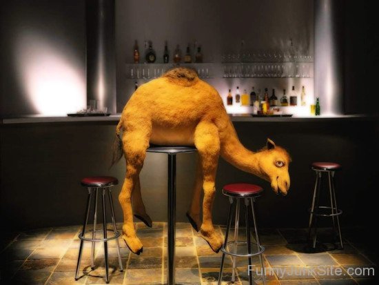 Drunk Camel
