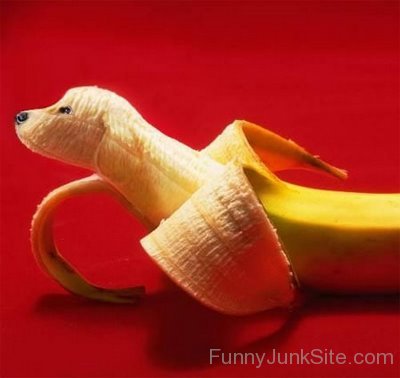 Funny Banana Dog