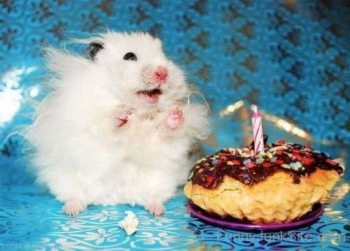 Funny Birthday Cake Of Mouse