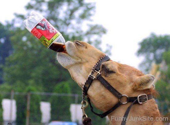 Funny Camel Pic