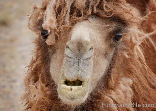 Funny Camel With Long Hair Style