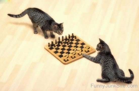 Funny Cat Playing Chess