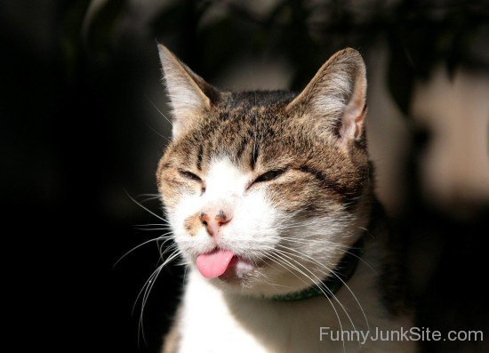 Funny Cat Tongue Out