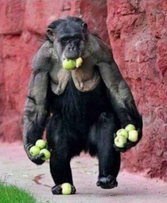 Funny Chimpanzee