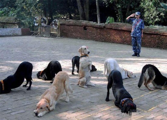 Funny Dogs Practice For War