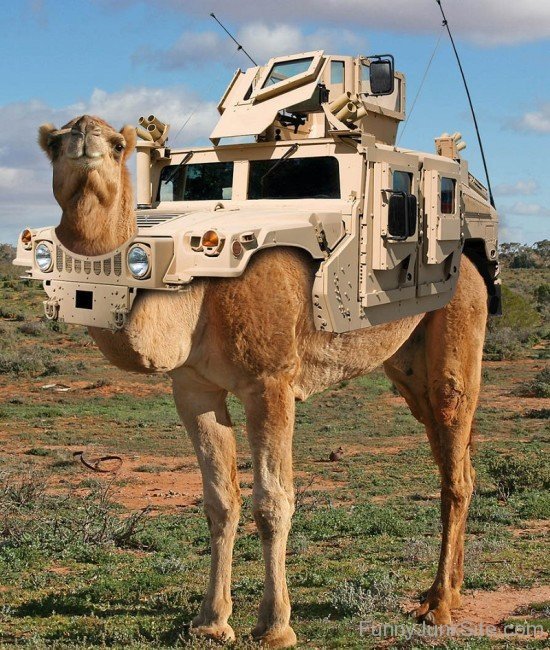 Funny Hummer Camel