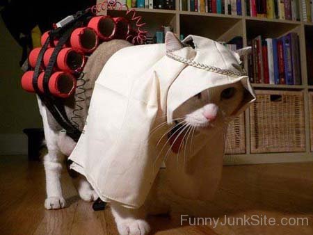 Funny Suicide Bomber Cat